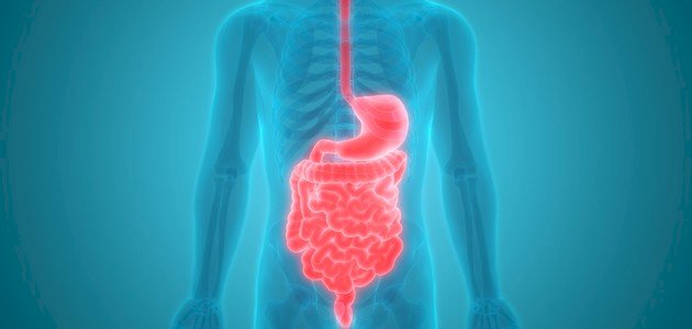 عملية الهضم وكيفية حدوثها