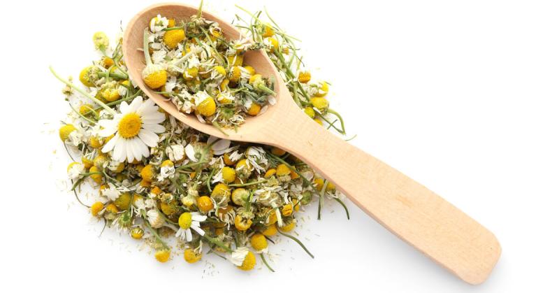 ما هي أضرار البابونج ؟